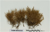 藏品(粗枝苔屬)的圖片